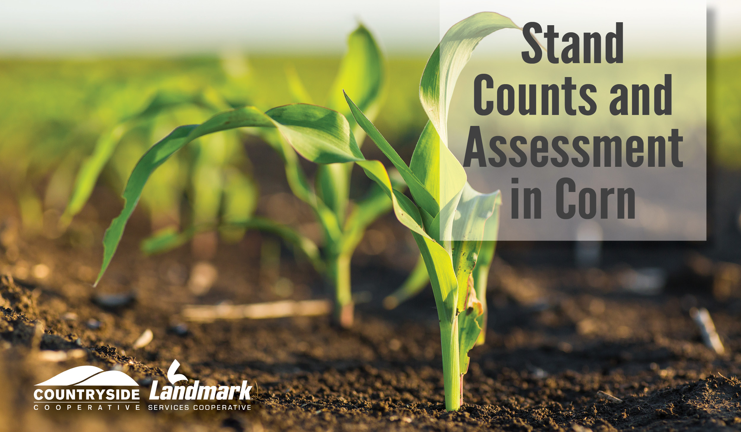 Stand Counts and Assessment in Corn Countryside Cooperative